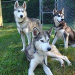 huskies aug 19